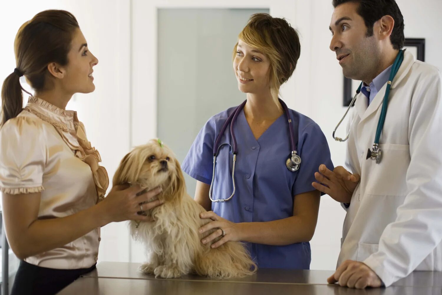 терапия домашних животных. собака врач. терапия животных. девушка ветеринар. пациенты ветеринара.