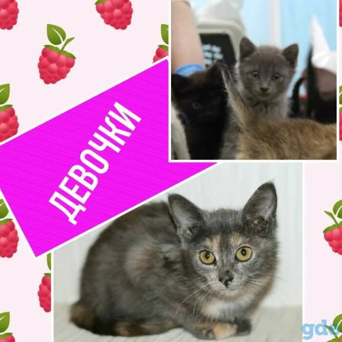 Купить кошку в кирове. Котята в Кирове. Отдам котенка Киров. Купить котенка в Кирове.