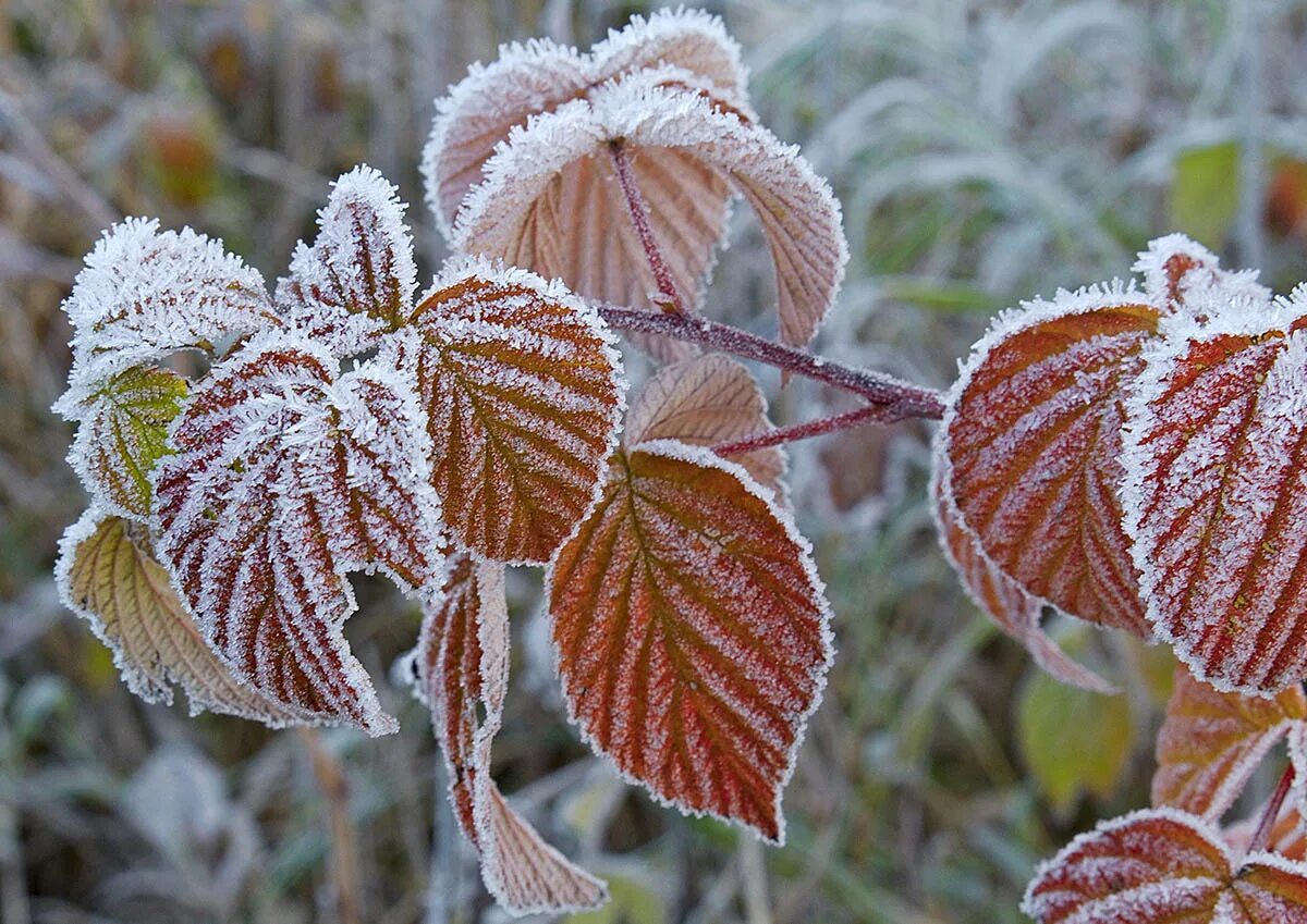 осень заморозки. осенних заморозков. первые заморозки иней. ранние осенние заморозки. первые заморозки.