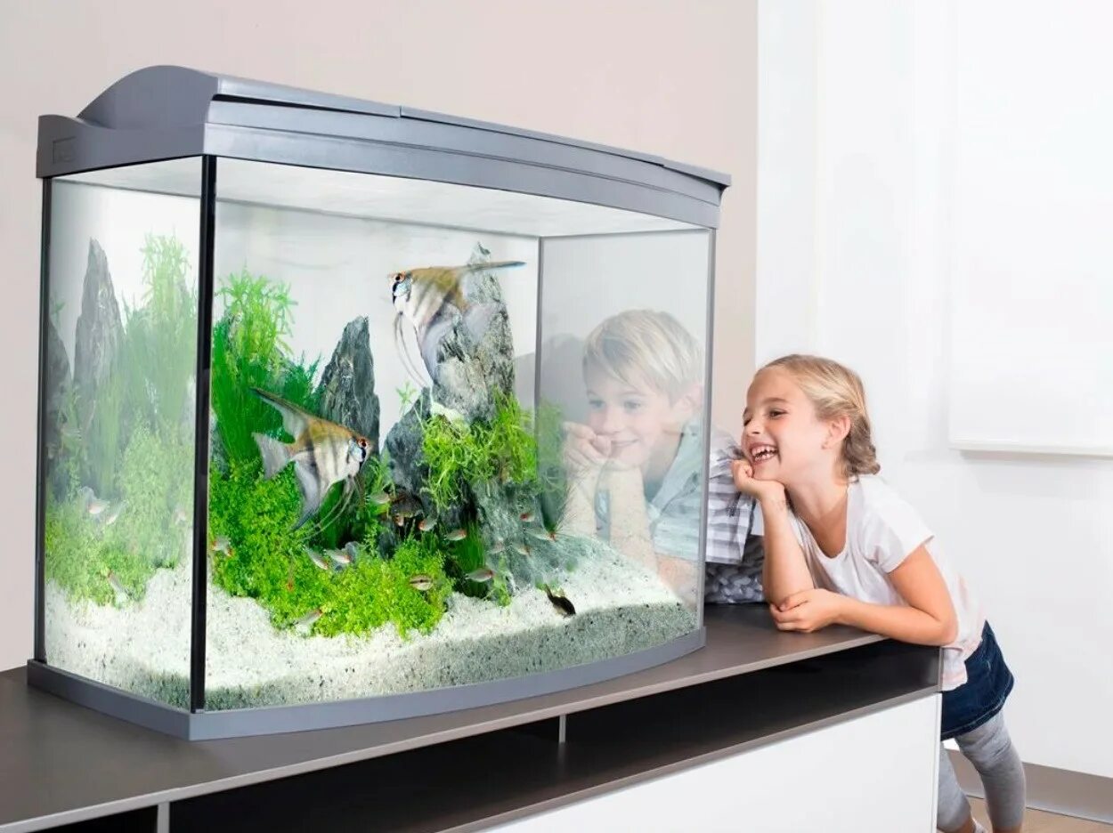 Каких рыбок заводить начинающим. Aquarium 70x35x35. Маленькие аквариумы Tetra. Небольшой аквариум с рыбками. Маленький аквариум в интерьере.