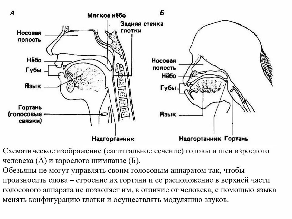 Строение гортани речевой аппарат. Строение гортани у обезьяны. Строение голосового аппарата человека и обезьяны. Схема «строение артикуляционного аппарата».