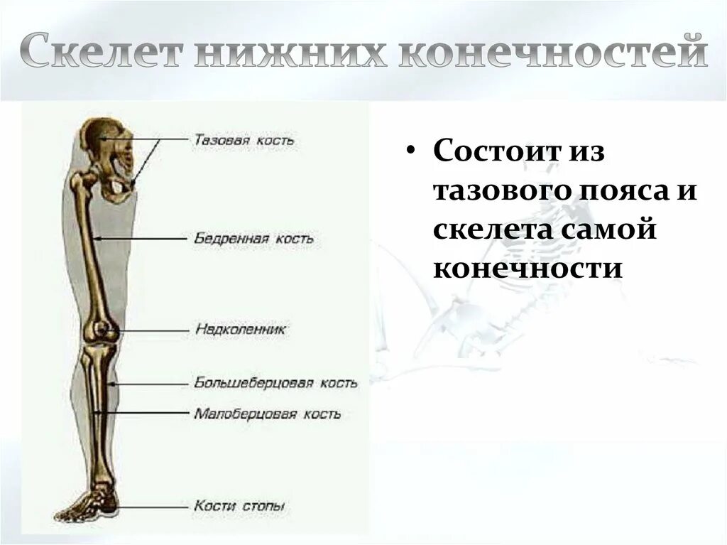 Самая крупная кость поясов конечностей. Кости скелета нижней конечности. Кости пояса нижних конечностей человека. Скелет костей нижних конечностей отделы. Отделы скелета нижней конечности.