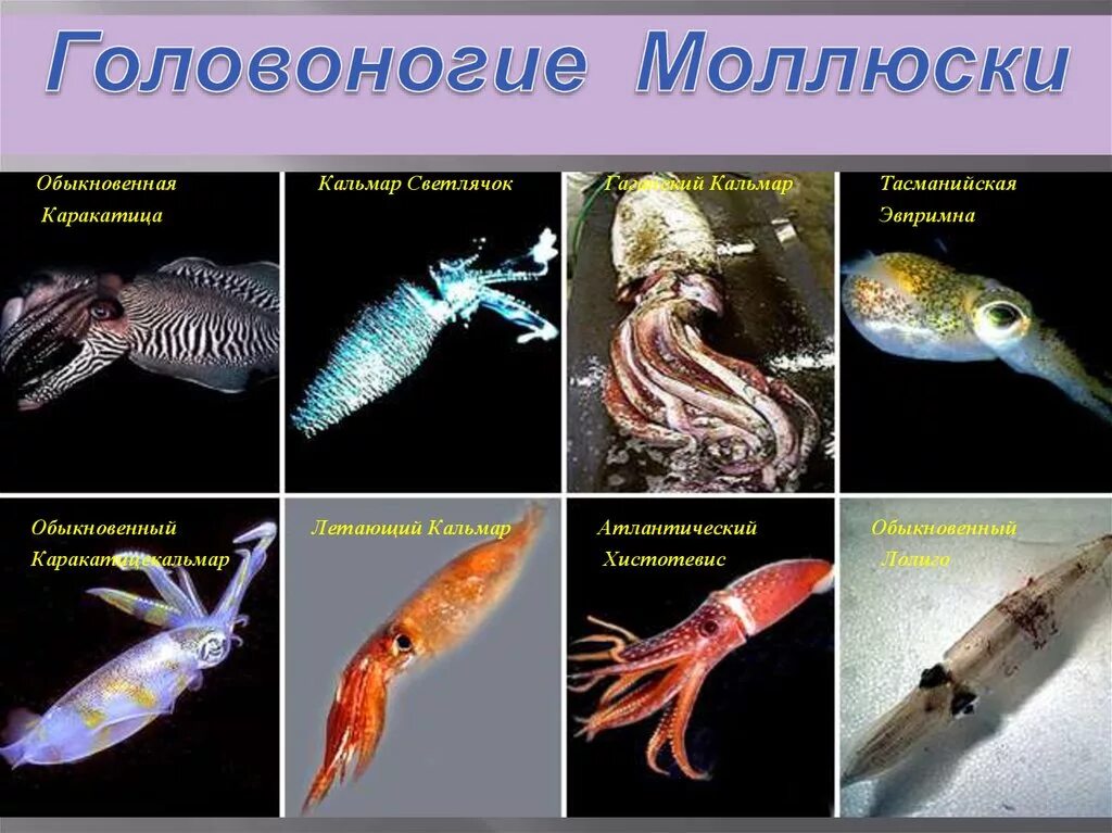 Тип головоногие моллюски. Представители класса головоногие. разновидности головоногих моллюсков. личиночная стадия головоногого моллюска. тип моллюски класс головоногие представители.
