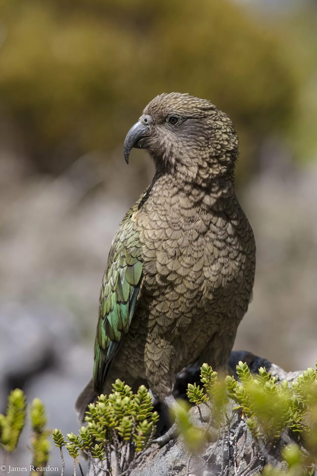 Попугай хищник. Новозеландский попугай Кеа. Попугай Кеа новая Зеландия. Горный попугай Кеа.