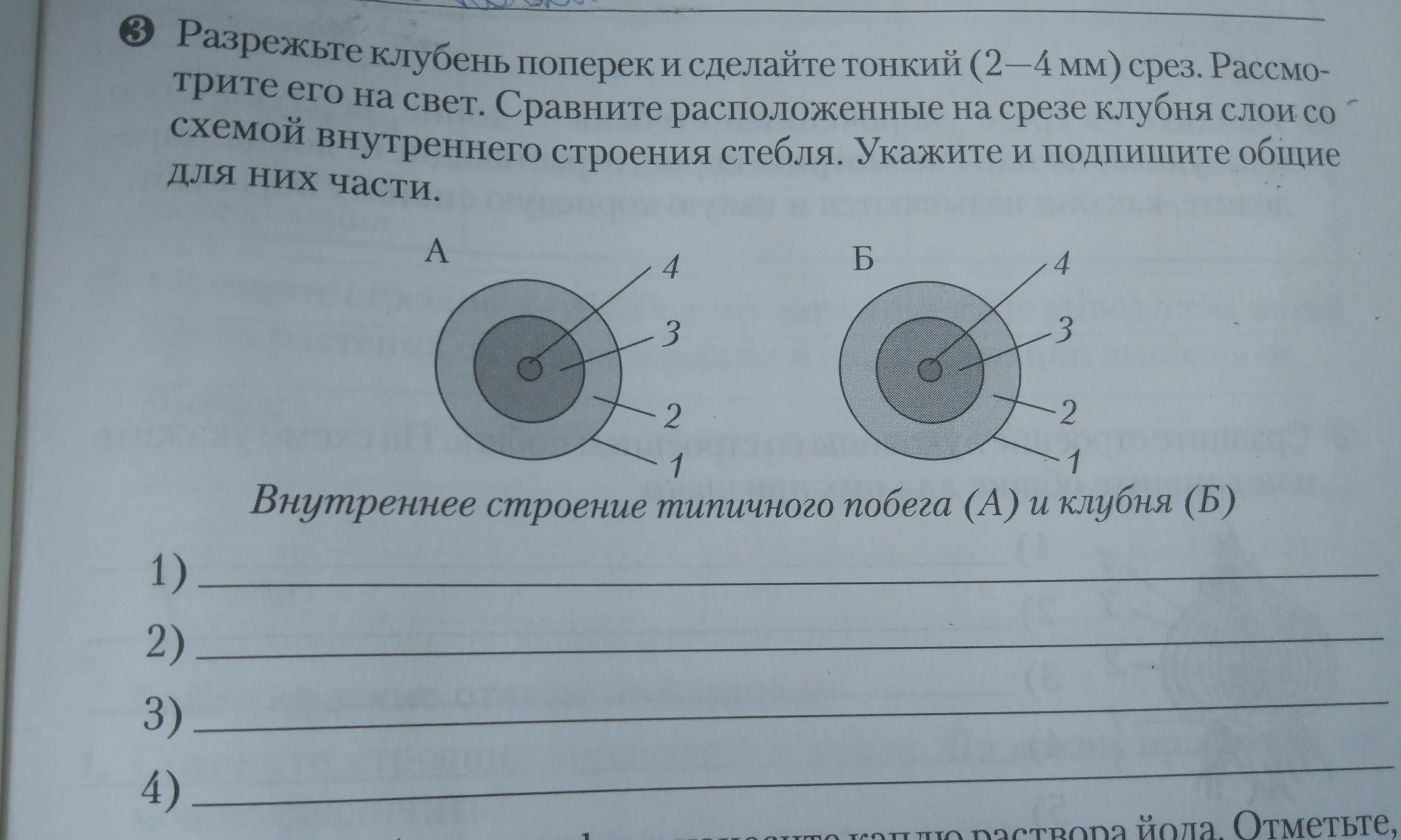 Строение типичного побега. Срез клубня строение. строение побега и клубня. внешнее строение клубня. внутреннее строение клубня.