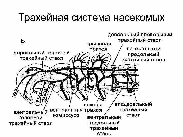 В чем особенность трахейного дыхания. Трахейная дыхательная система насекомых. Трахейная система Членистоногие. Строение трахейной системы насекомых. Дыхательная система членистоногих насекомых.