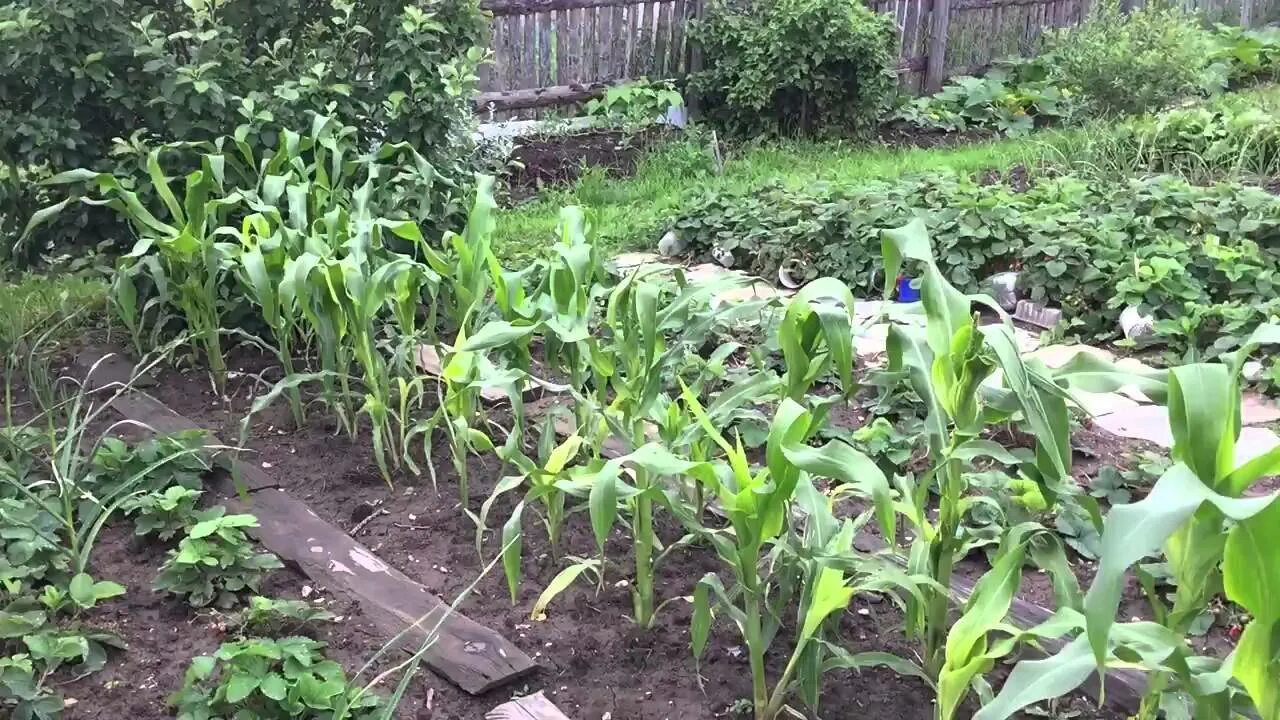 Как сажают кукурузу в огороде. Кукуруза на грядке. окучивание кукурузы. кукуруза растет на грядке. посадка кукурузы в огороде.