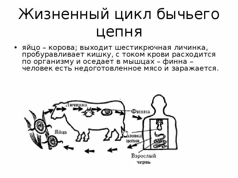 Цикл бычьего цепня схема. Цикл развития бычьего цепня рисунок. Стадии жизненного цикла бычьего цепня. Жизненный цикл бычьего цепня схема.