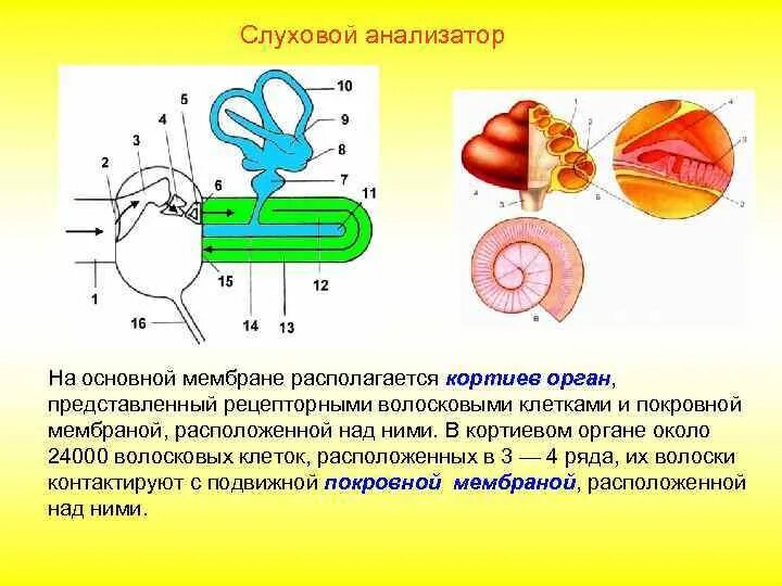 Где расположены слуховые рецепторы внутреннего уха. Слуховой анализатор строение рецепторы. рецепторный аппарат слухового анализатора. рецепторный аппарат органа слуха. слуховой анализатор расположение рецепторов.