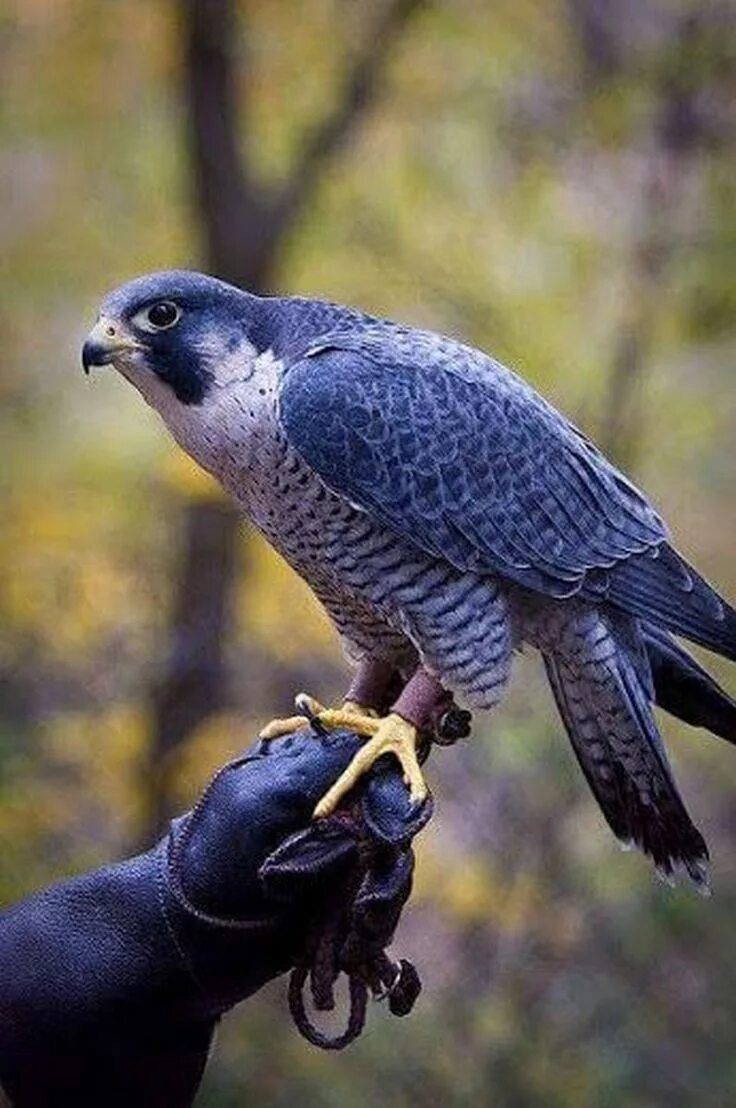 Сокол Сапсан. Хищные птицы Сокол Сапсан. Сапсан самка. Перегрин и Сапсан. Fastest bird