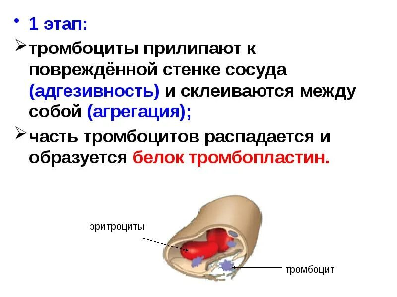 При повреждении сосудов тромбоциты. Прилипание тромбоцитов. Адгезия тромбоцитов к сосудистой стенке. Тромбоциты тромбопластин.