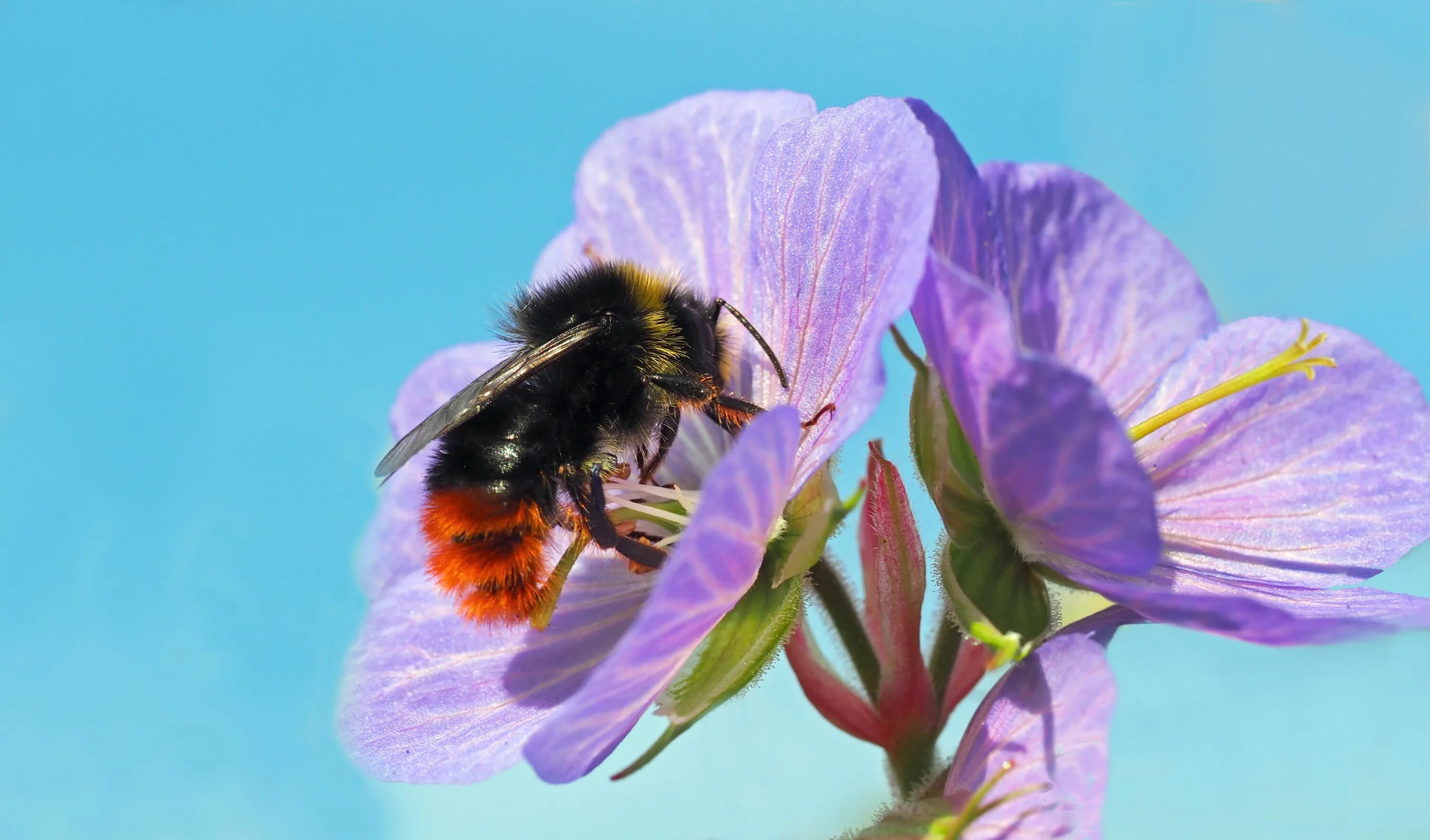 Путешественница опылители. • Шмель Порчинского (Bombus portchinsky),. Каменный Шмель. Шмель малый каменный. Bombus lapidarius.