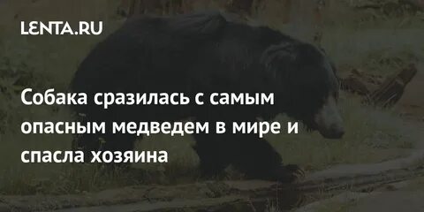 Печень медведя ядовита