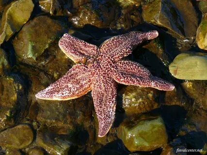 Амурская морская звезда