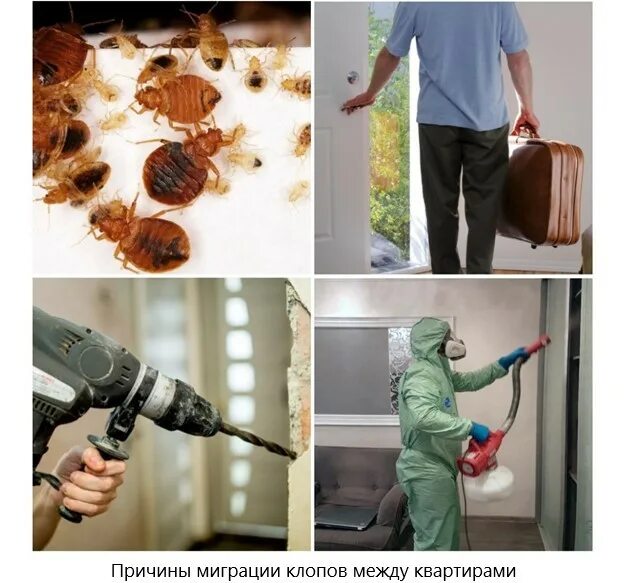 Как убрать клопов из квартиры