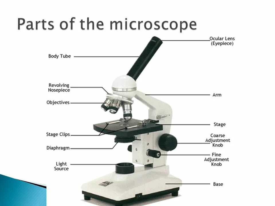 Части микроскопа выполняют функции предметный столик. Световой микроскоп строение макровинт. Строение микроскопа макровинт. Микроскоп 2022. Строение микроскопа Levenhuk.