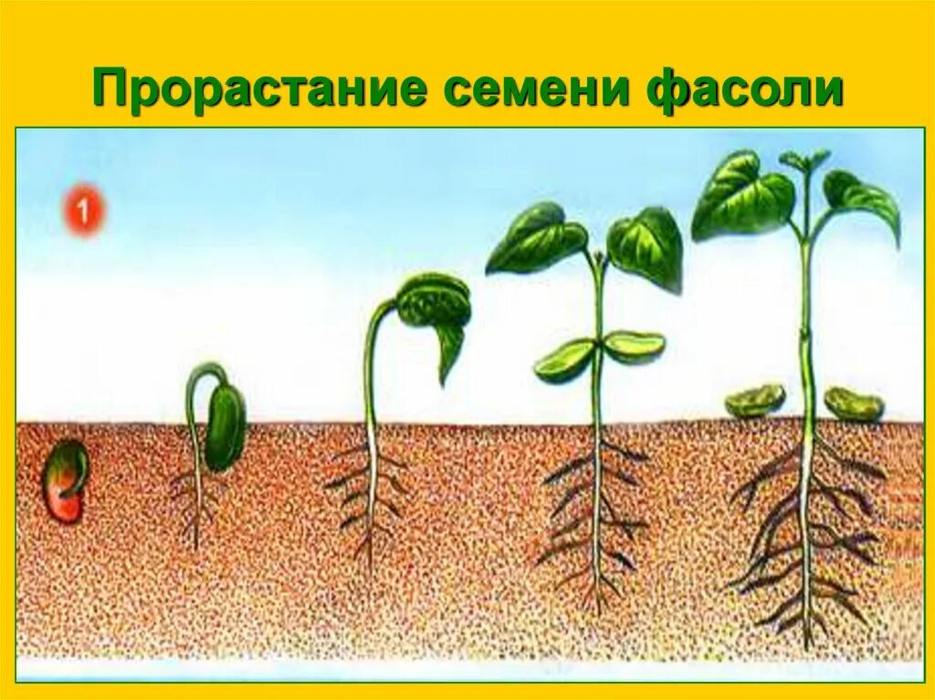 На фотографии изображено растение. Прорастание семян растений. Прорастание корней. Рост фасоли. Последовательность развития растения из семени.