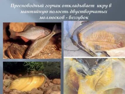 Беззубка и окунь