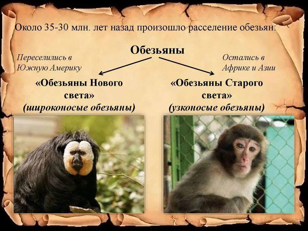 Адаптации приматов