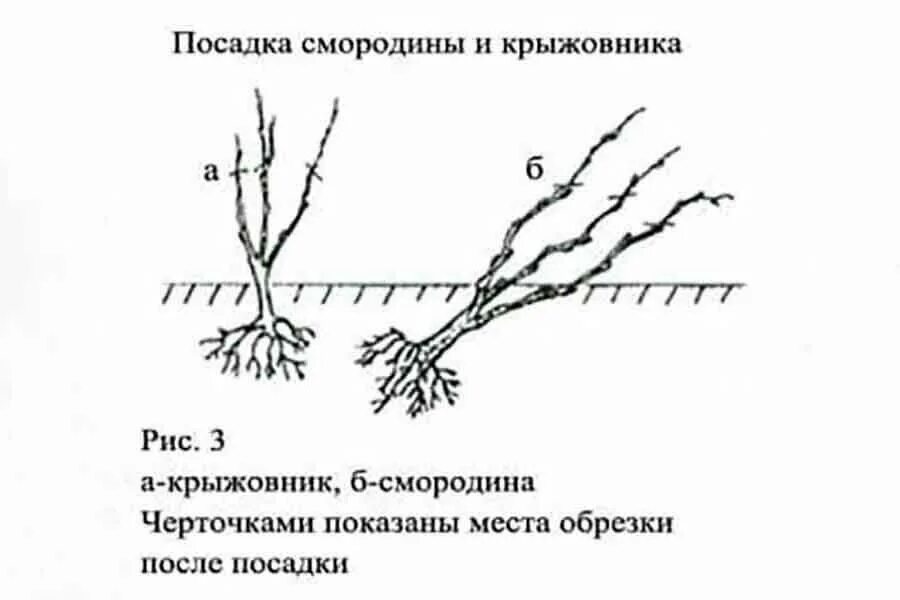 Как сохранить смородину до посадки