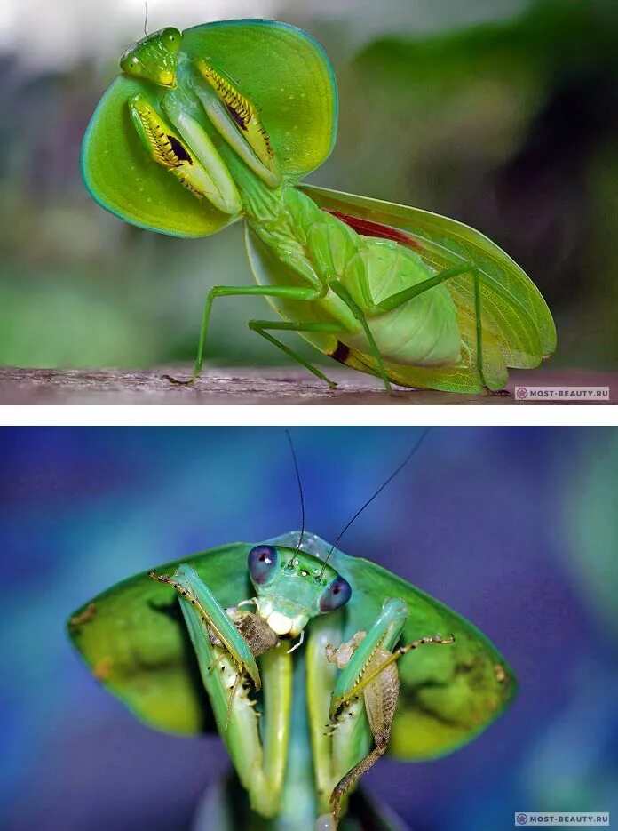 Богомол Choeradodis rhomboidea. Choeradodis rhombicollis. Богомол листовидный зеленый. Богомол насекомое.