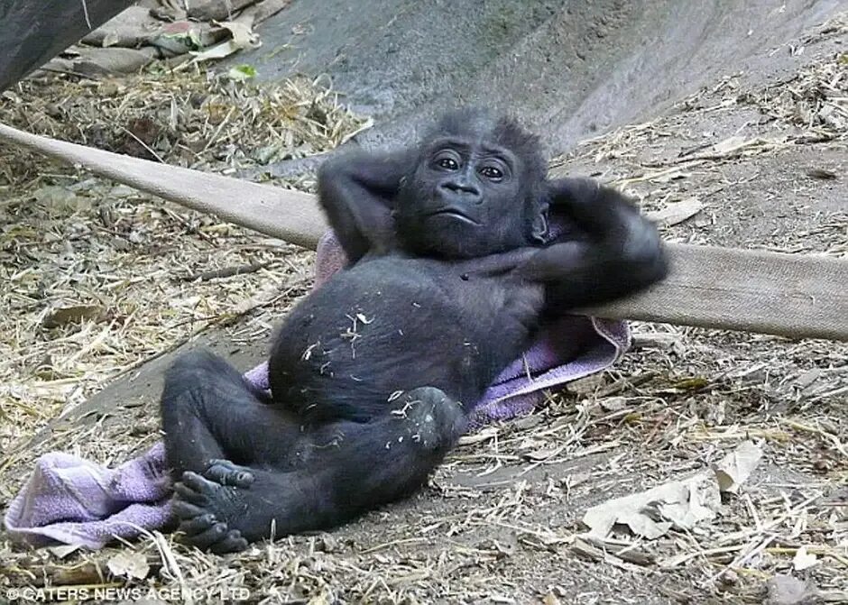 Обезьяна не понимает. Лежачая обезьяна. Шимпанзе лежит. Обезьянка лежит. Горилла лежит.