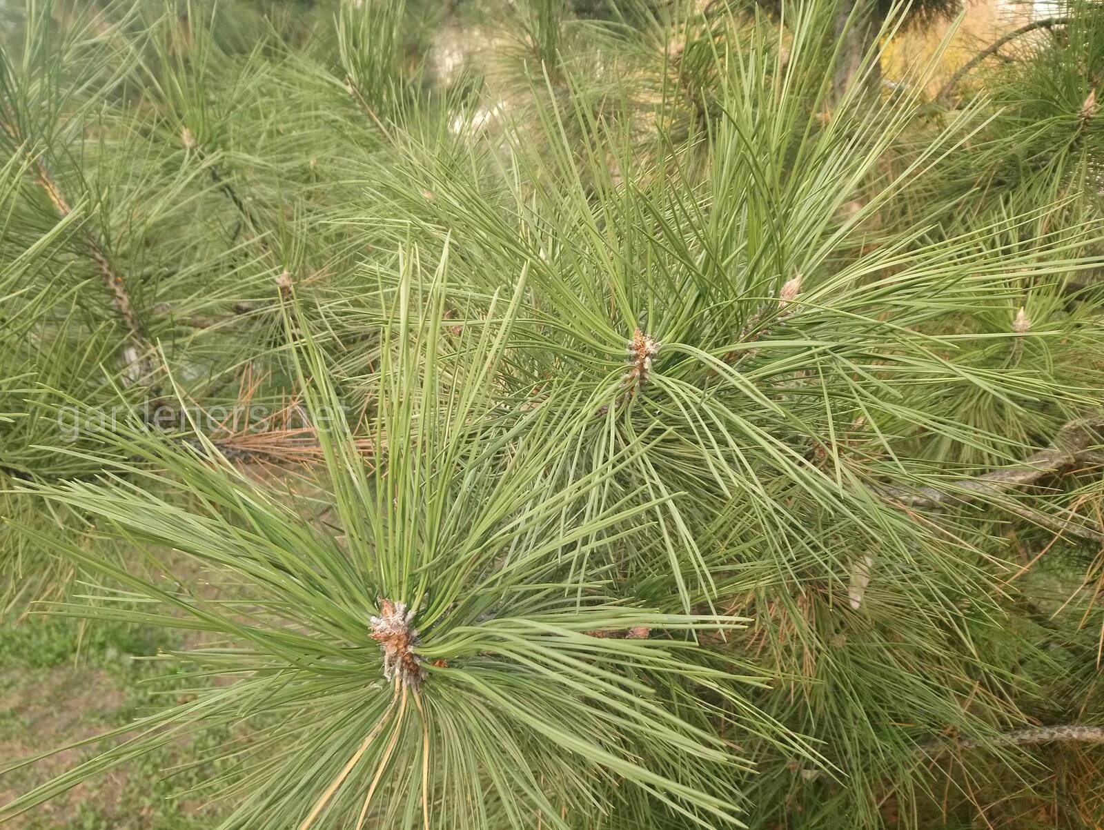 Хвойные турции. Сосна турецкая калабрийская. Сосна Шотландская "Scots Pine". Сосна калабрийская Pinus brutia. Сосна черная калабрийская.