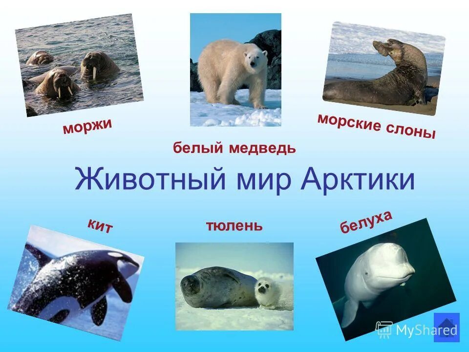 Белый медведь морж и тюлень природная зона. Животные Арктики. Животные обитающие в Арктике. Название животных Арктики. Животный мир мир Арктики.