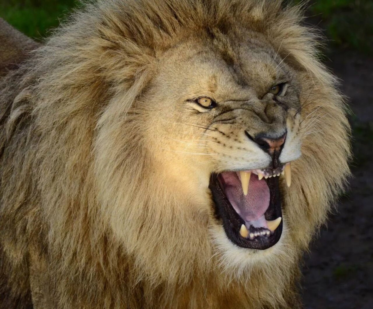 Злость льва. Лев. Лев рычит. Король лев рыкающий лев. Лев оскал.