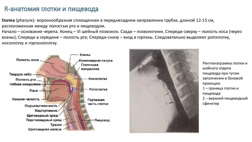 Строение глотки вид сбоку. Глотка гортань пищевод трахея. Строение гортани и пищевода. Глотка гортань пищевод строение.