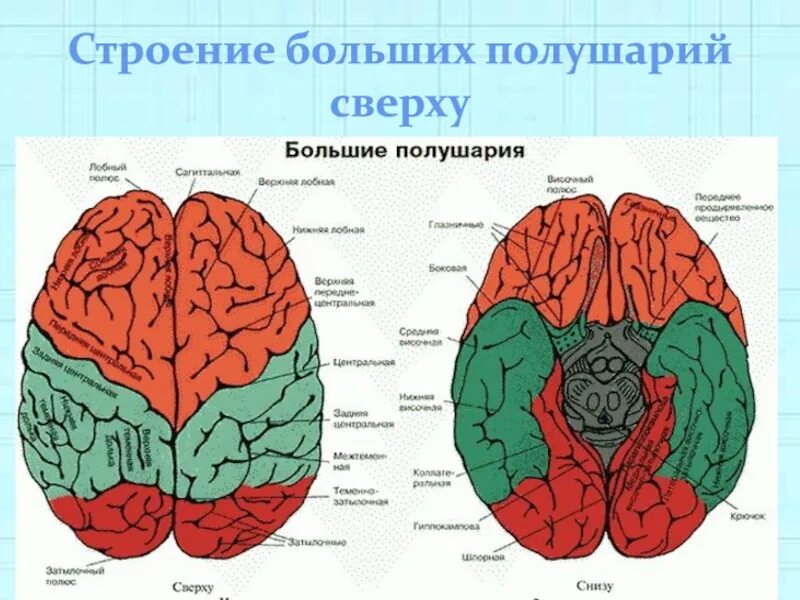 Строение больших полушарий. Стронее большие полушария. Большие полушария строение. Строение велика.