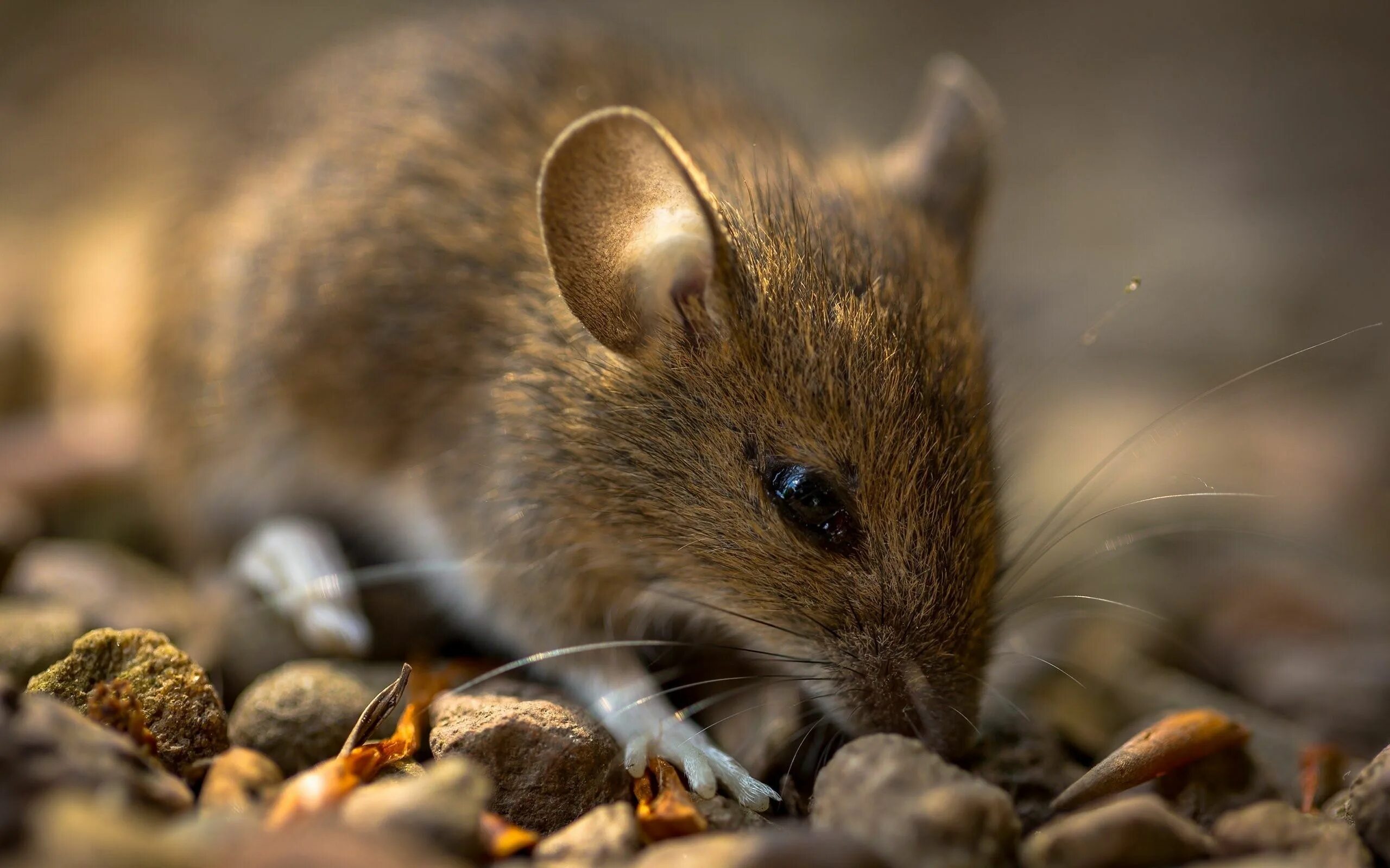 Мыши рабочий стол. Мышь домовая (mus musculus l.. Большеухие полевки. Лесная мышовка. Дикая мышь.