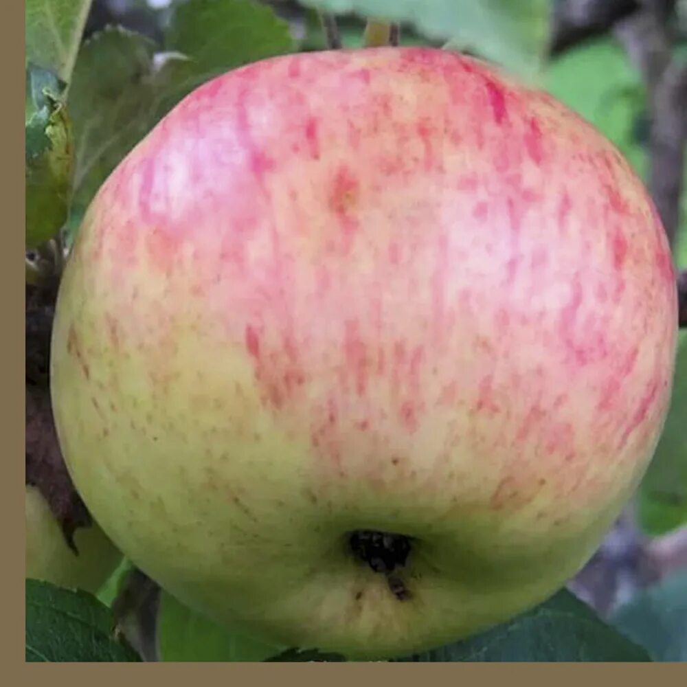 Ранние сорта яблонь для средней полосы. Яблоня Малиновка (Суйслепское). Сорт яблони Малиновка. Сорт яблони Суйслепское. Сорт яблок Малиновка.