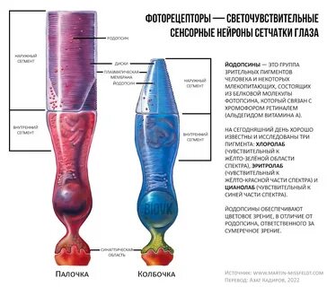 Функции колбочек глаза