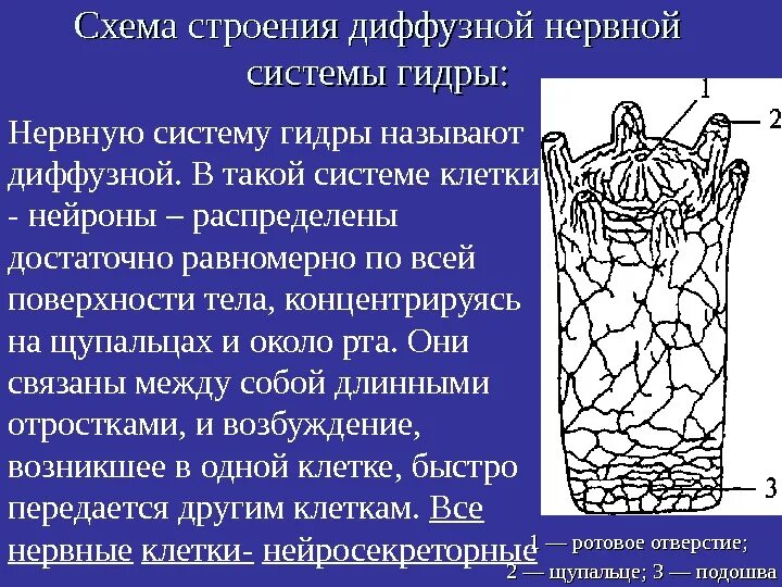 Представители диффузной нервной системы. Диффузная нервная система. Диффузная нервная система схема. Строение диффузной нервной системы. Нервная система диффузного типа.