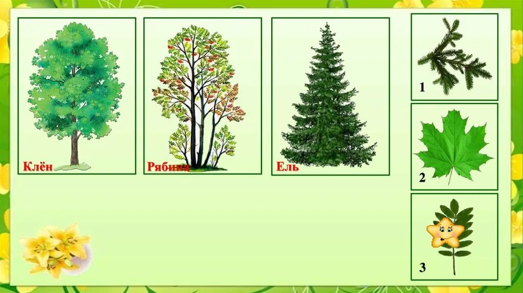Дерево лист групп. Дидактическая игра с какого дерева листок. Дерево лист групп. Игра с какого дерева листик. Листья и плоды деревьев.