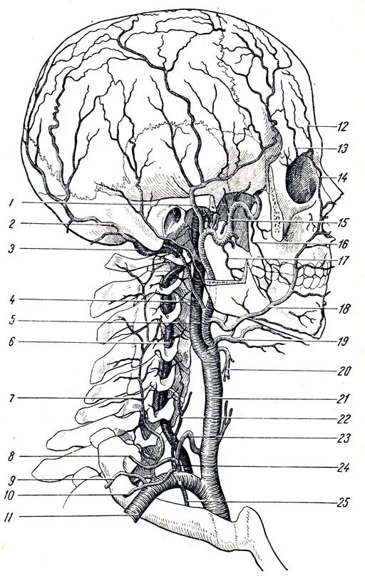 кровоснабжение органов головы. сонная артерия брахиоцефальный ствол. позвоночная артерия и внутренняя яремная вена. ствол общей сонной артерии. общая сонная артерия ангиография.