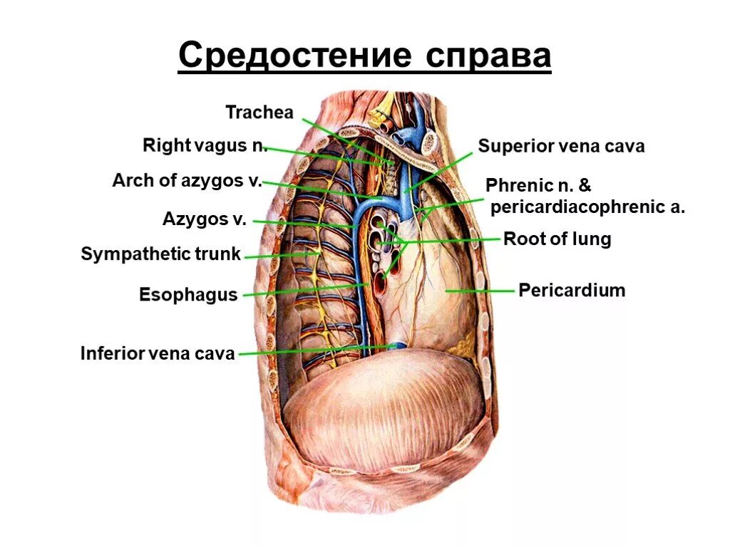 Переднее средостение легких. Строение средостения анатомия. топография средостения схема. средостение вид сбоку. топография органов средостения вид справа.