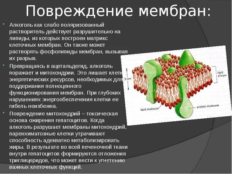 Разрушение клеточной мембраны. Разрушение мембраны клетки. Механизмы повреждения клеток. Повреждение клеточных мембран. Разрушение клеточных мембран.