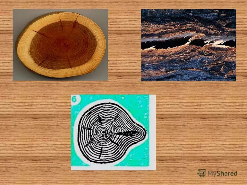 какой порок древесины считается самым распространенным