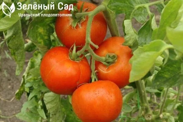 Томат сорта челябинский метеорит. Томат челябинский метеорит. томат челябинский метеорит f1. сорт помидор челябинский метеорит. сорт томатов челяба.