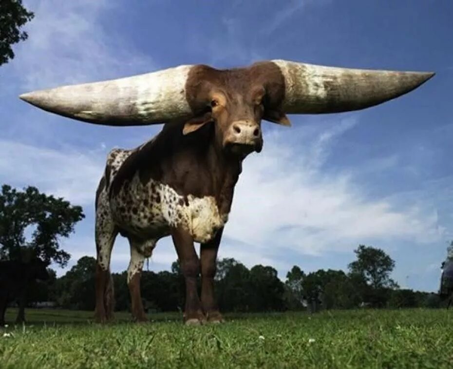 Какое животное выше. Ватусси дикий бык. Коровы ватусси. Ватусси быки с самыми большими рогами. Священный бык ватусси.