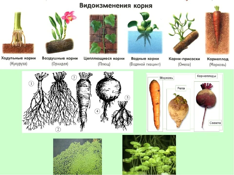 Корни каких растений являются видоизмененными