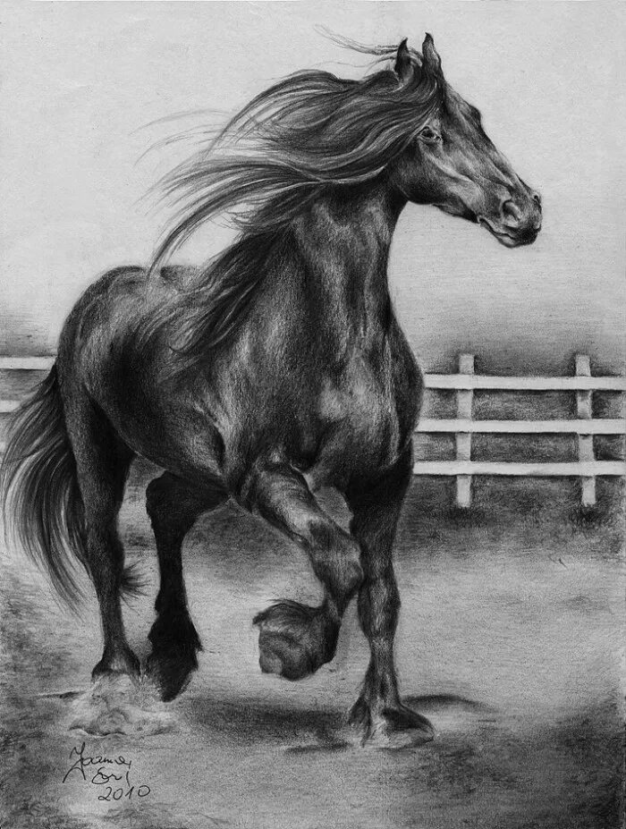 Черное рисунок лошади. Лошади. лошадь карандашом. лошадь черно белая. картина лошади черно белая.