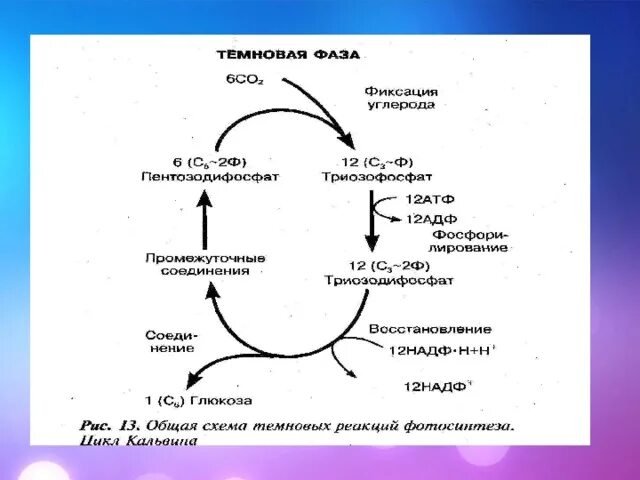 Схема Темновой фазы фотосинтеза. Темновая фаза фотосинтеза цикл Кальвина. Темновая фаза стадии. Темновая фаза фаза фотосинтеза.