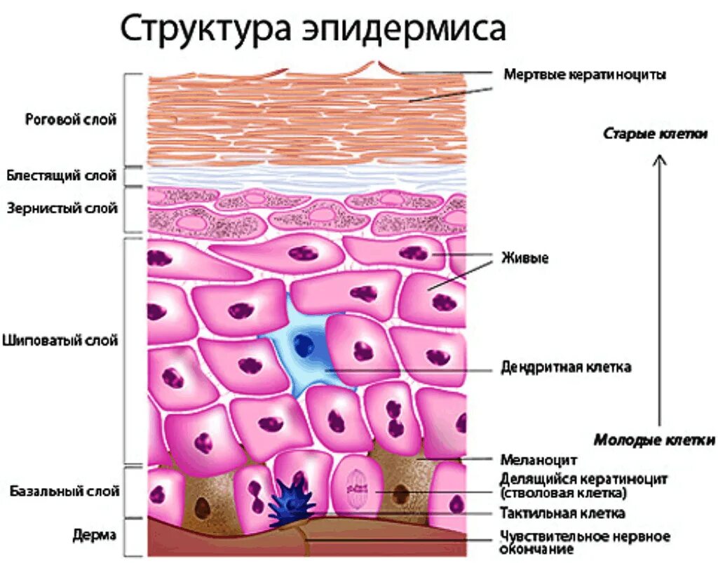 Дерма состоит из клеток