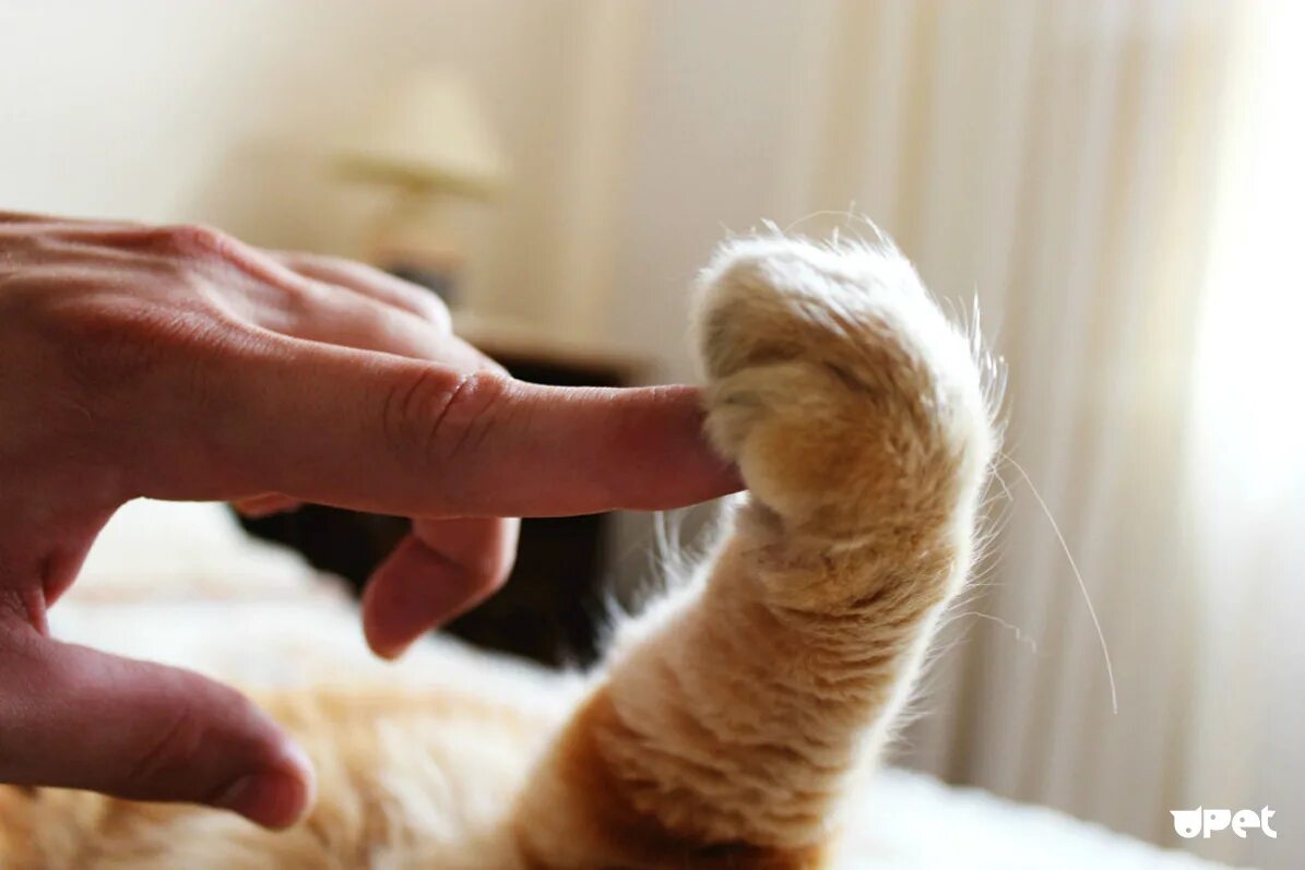 Кот которого гладят по голове. Кот массажирует. Гладить кота. Кот гладит лапой. Котенок на руках.