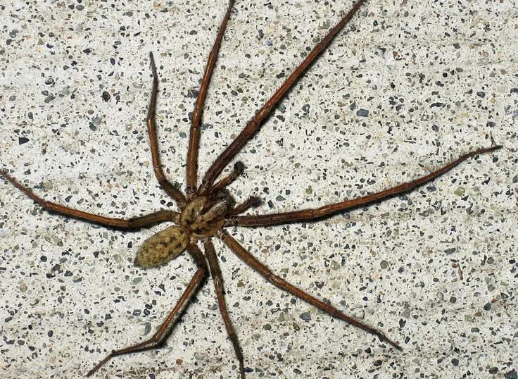Lycosa tarantula - Wikipedia