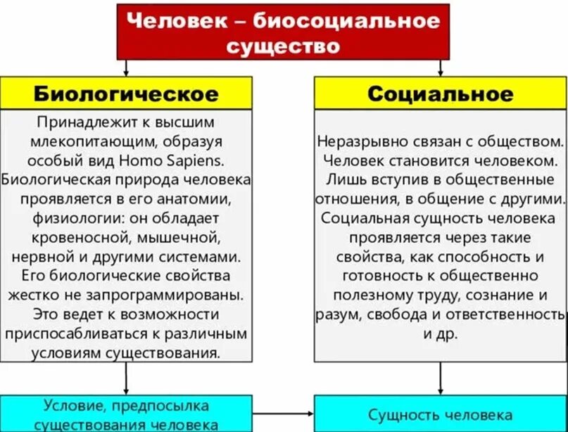 Что означает биосоциальное существо. Человек биосоциальное существо Обществознание. Человек биосоциальное существо таблица. Человек биосоциальное существо схема. Биосоциальная сущность человека.