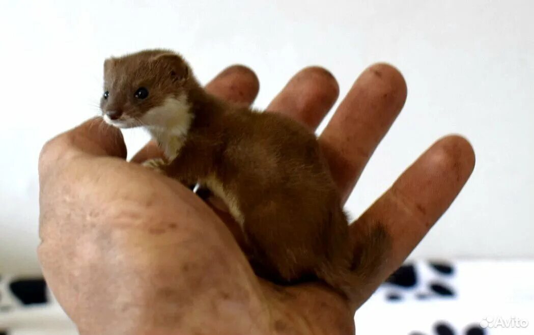 ласка, ханурик.